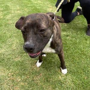 BERNICE, Pit Bull Terrier / Mixed Breed, adult, available for adoption