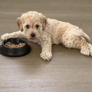 A fluffy cream-colored puppy lying on a wooden floor next to a black food bowl filled with kibble.