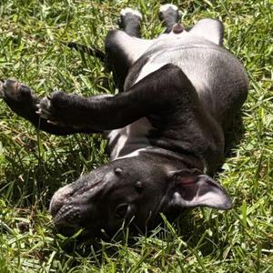 BLAZE, Bull Terrier / Mixed Breed, puppy, available for adoption