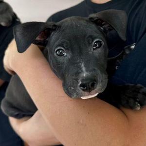 KANE, Bull Terrier / Mixed Breed, puppy, available for adoption