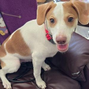 CODY, Terrier / Mixed Breed, puppy, available for adoption