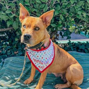 COOKIE, Australian Cattle Dog / Blue Heeler / Mixed Breed, adult, available for adoption