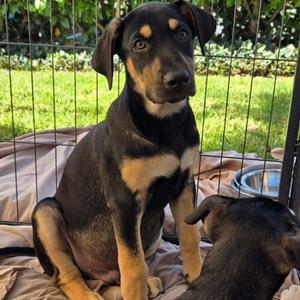 KILO, Mixed Breed, puppy, available for adoption