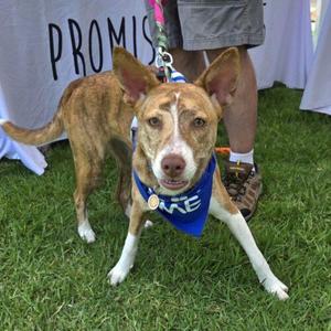 EVEREST, Terrier / Mixed Breed, young, available for adoption