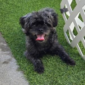 EDDY, Shih Tzu / Mixed Breed, adult, available for adoption