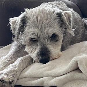 A fluffy gray dog resting on a blanket