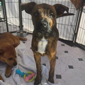 CAKE, Boxer / Mixed Breed, young, available for adoption