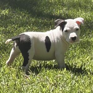 LANEY, Bull Terrier / Mixed Breed, puppy, available for adoption