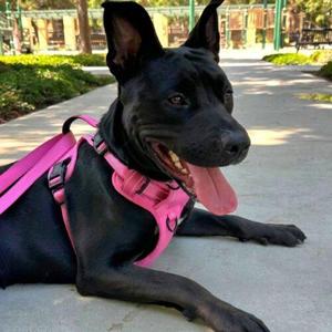 GINA, Mixed Breed, young, available for adoption