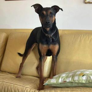 ATINA, Doberman Pinscher / Mixed Breed, adult, available for adoption