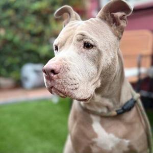 A close-up of a light-colored pit bull terrier with a muscular build, standing outdoors on a grassy area with a blurred background.