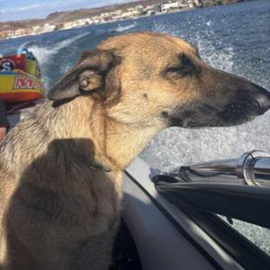 LULU*, German Shepherd Dog, adult, available for adoption