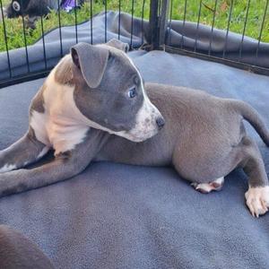 A gray and white puppy lying on a gray blanket, with a black metal fence in the background.