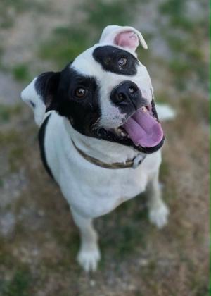 A black and white dog with a pink tongue sticking out, looking up at the camera.