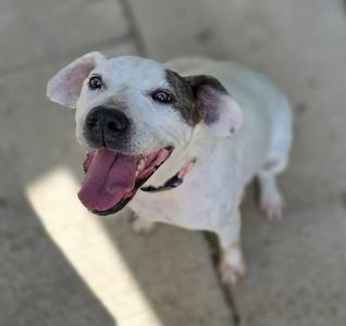 A white dog with black markings on its face and ears, standing on a concrete surface, looking up with its mouth open and tongue out.