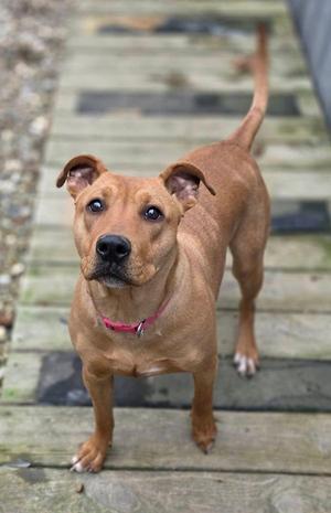 Belle, Pit Bull Terrier, young, available for adoption