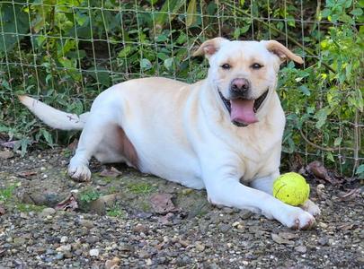 Oopah, Labrador Retriever, adult, available for adoption