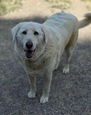 A light-colored dog standing on a gravel surface, looking towards the camera with its mouth open.