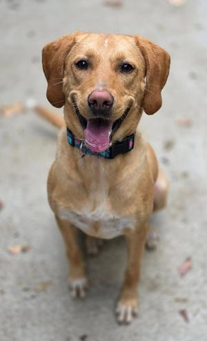 Carmella, Labrador Retriever / Beagle, young, available for adoption
