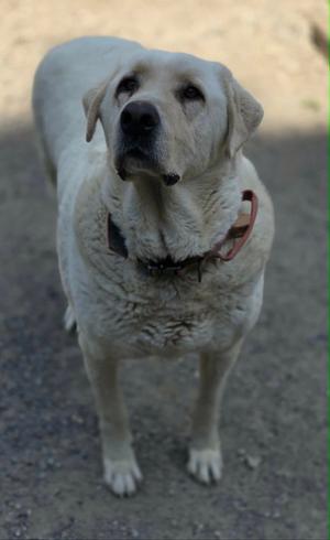 A light-colored dog standing on a gravel surface, looking up with a curious expression.