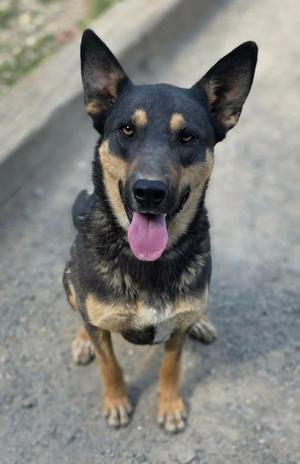 A black and tan dog with pointed ears and a pink tongue sticking out, sitting on a paved surface.