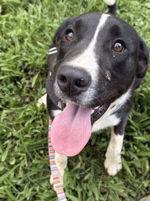 Pearl, Saint Bernard / Terrier, young, available for adoption