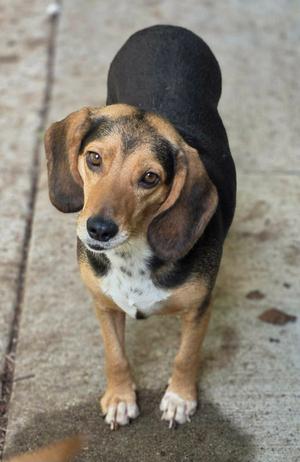 A brown and black dog with floppy ears standing on a concrete surface.