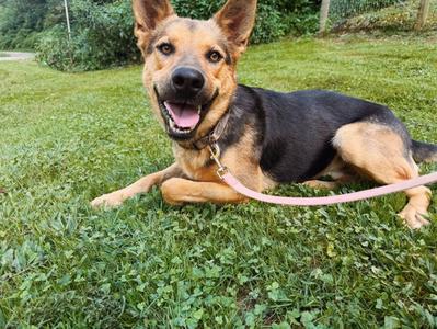 DeVille, German Shepherd Dog / Australian Cattle Dog/Blue Heeler, young, available for adoption