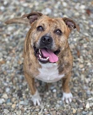 A brown and white dog with a happy expression, standing on a gravel surface.