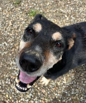 Rocket, Doberman Pinscher / Beagle, adult, available for adoption