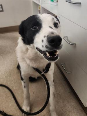Rex, Border Collie, adult, available for adoption
