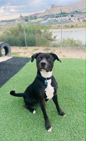 Hank, Pit Bull Terrier / Mixed Breed, young, available for adoption