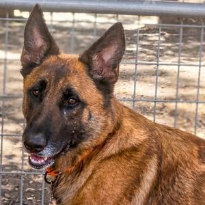 Smitty, Shepherd, German, adult, available for adoption