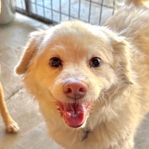 A close-up, front-facing shot of a light-colored, fluffy dog with its mouth open and tongue slightly visible. The dog has dark eyes and appears to be looking directly at the camera.