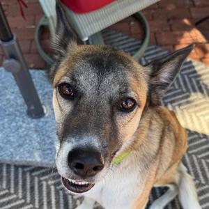 Beau, Mixed Breed (Medium), adult, available for adoption