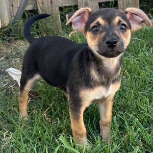 Oreo, Mixed Breed (Small), puppy, available for adoption