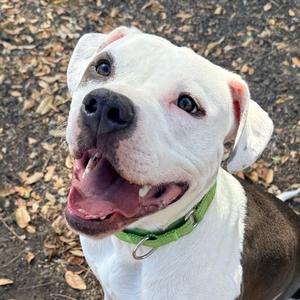 Bubbles, Mixed Breed (Medium), adult, available for adoption