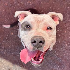 A close-up of a happy dog with a light-colored face and pink ears, looking up with its tongue out.