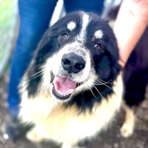 Halo, Mixed Breed (Large), adult, available for adoption