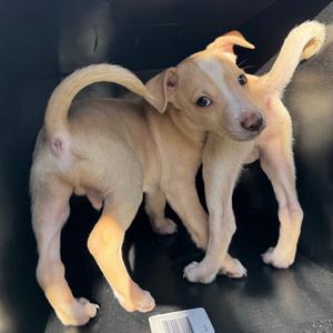Butter, Mixed Breed (Small), puppy, available for adoption