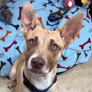 Mango, Mixed Breed (Medium), available for adoption