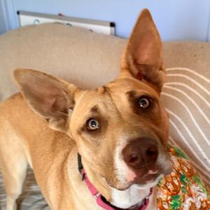 Mango, Mixed Breed (Medium), adult, available for adoption
