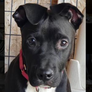 Goose, Mixed Breed (Medium), available for adoption