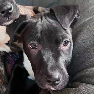 A close-up photograph of a black dog with floppy ears, looking directly at the camera.
