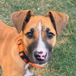 Button, Mixed Breed (Medium), puppy, available for adoption
