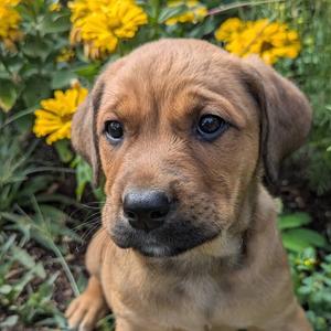 Brody, Mixed Breed (Medium), puppy, available for adoption