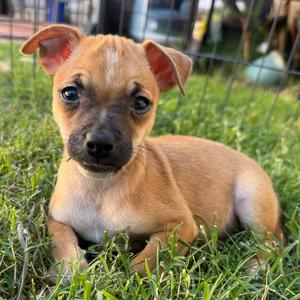 Caramel, Mixed Breed (Small), puppy, available for adoption
