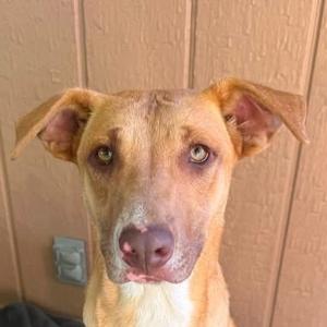 a brown dog with large ears and green eyes looking directly at the camera