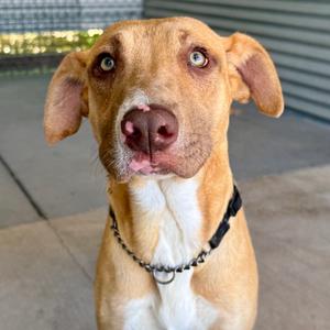 Banana, Mixed Breed (Medium), available for adoption