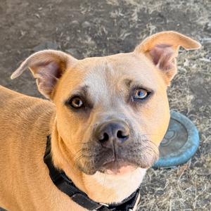 Blondie, Mixed Breed (Medium), adult, available for adoption
